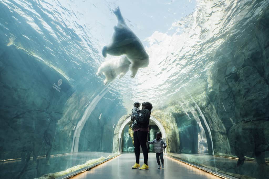 Polar bears swim at the Assiniboine Park Zoo