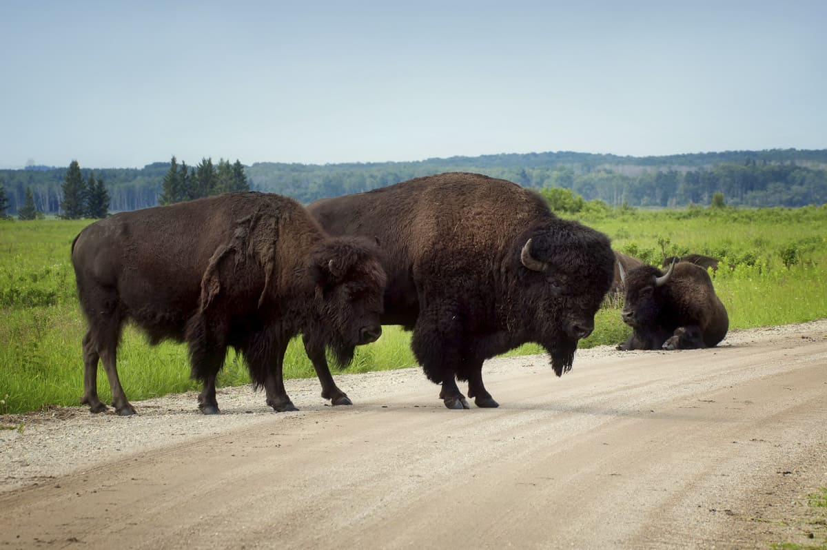 Bison in Riding Mountain National Park