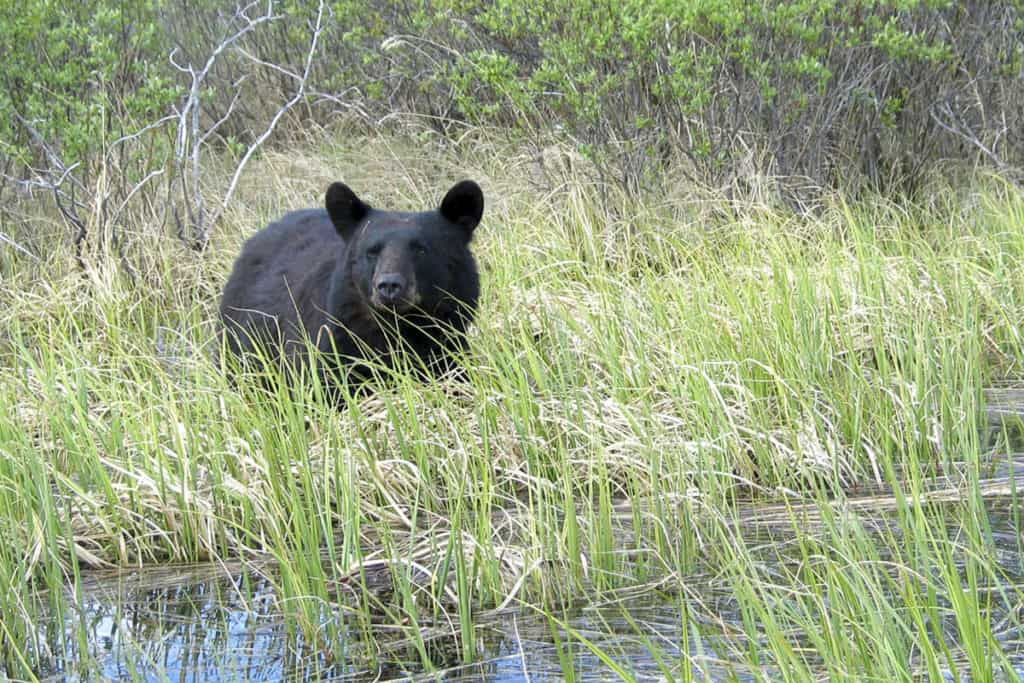 Black Bear in Manitoba