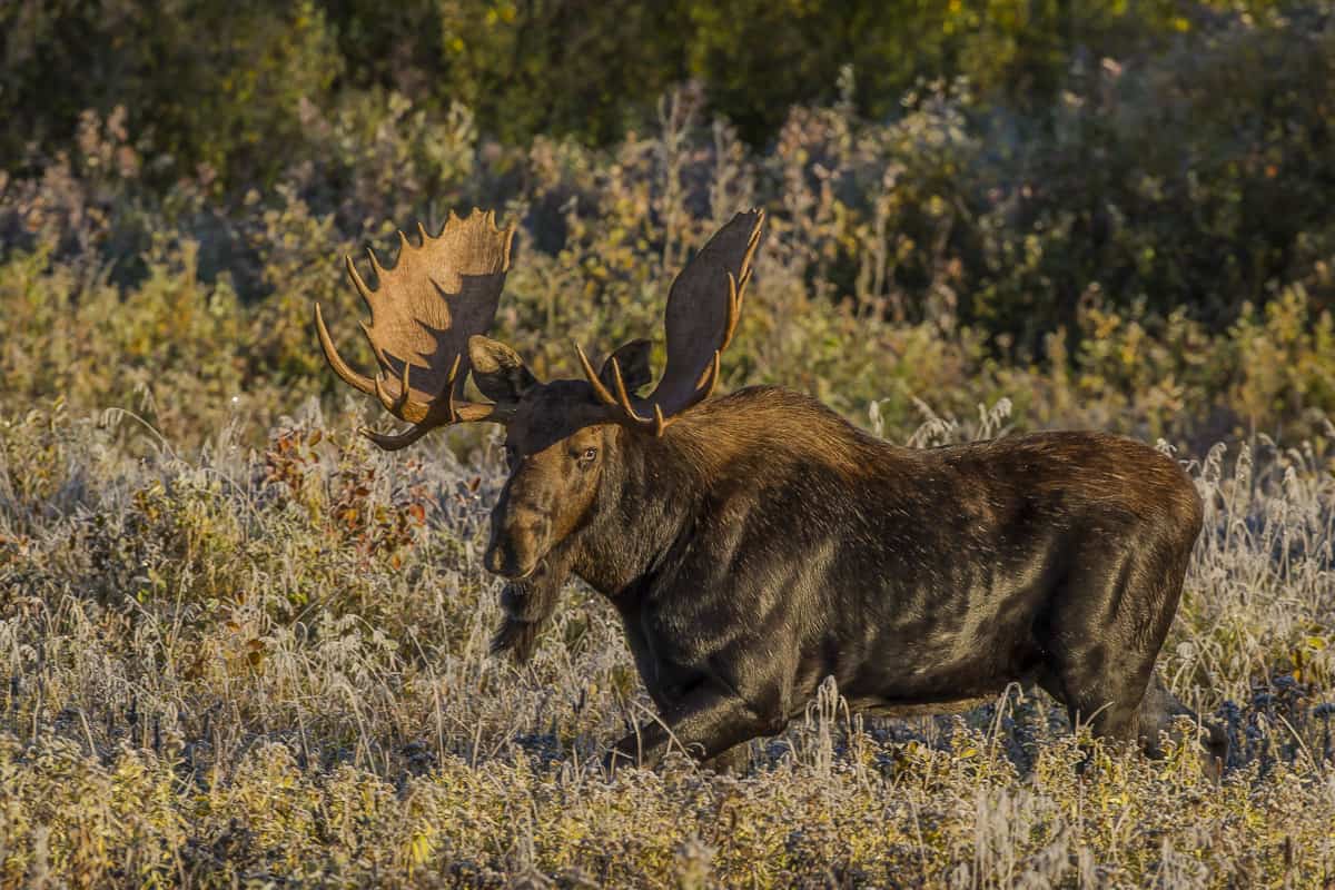 Bull moose in Riding Mountain National Park
