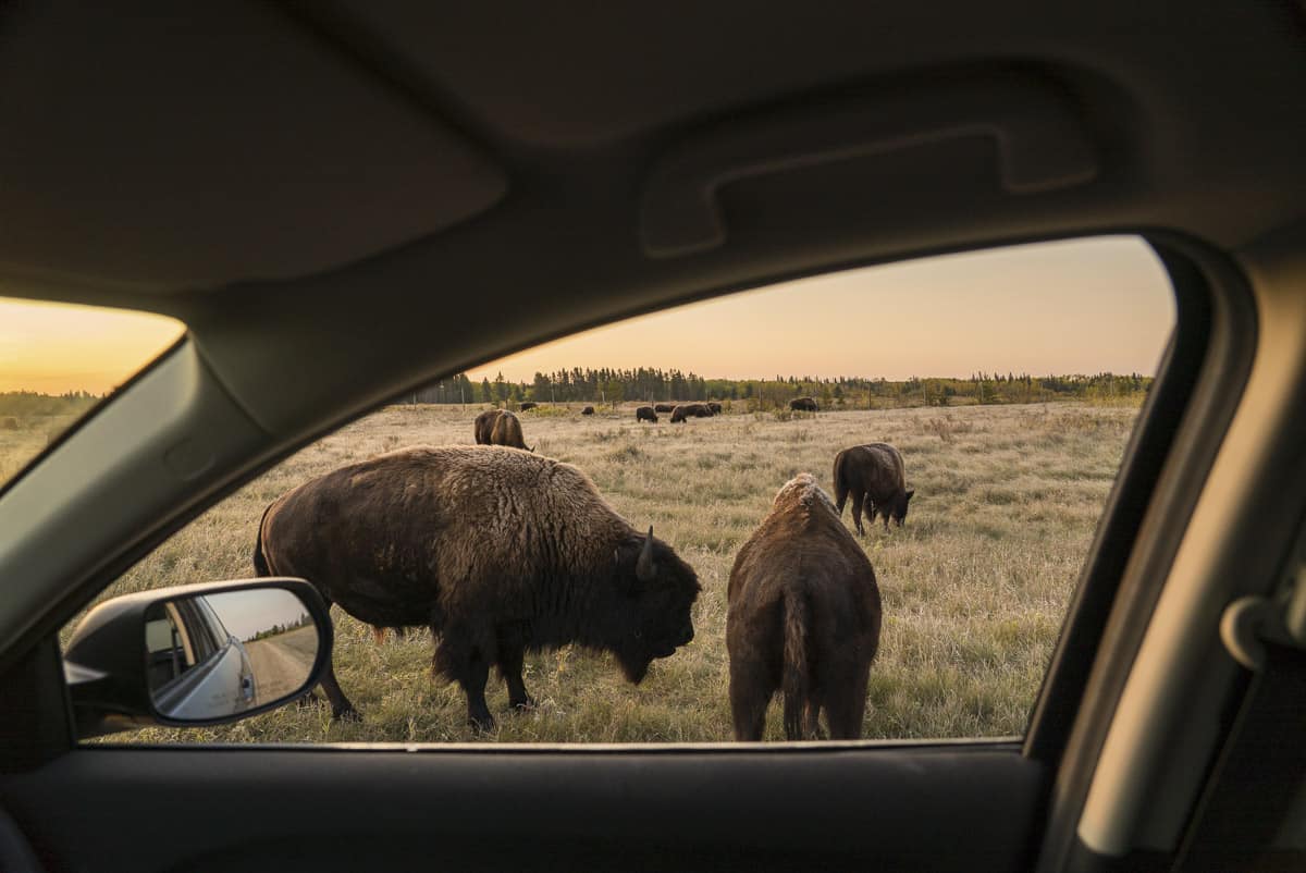 Drive Thru Bison Paddock