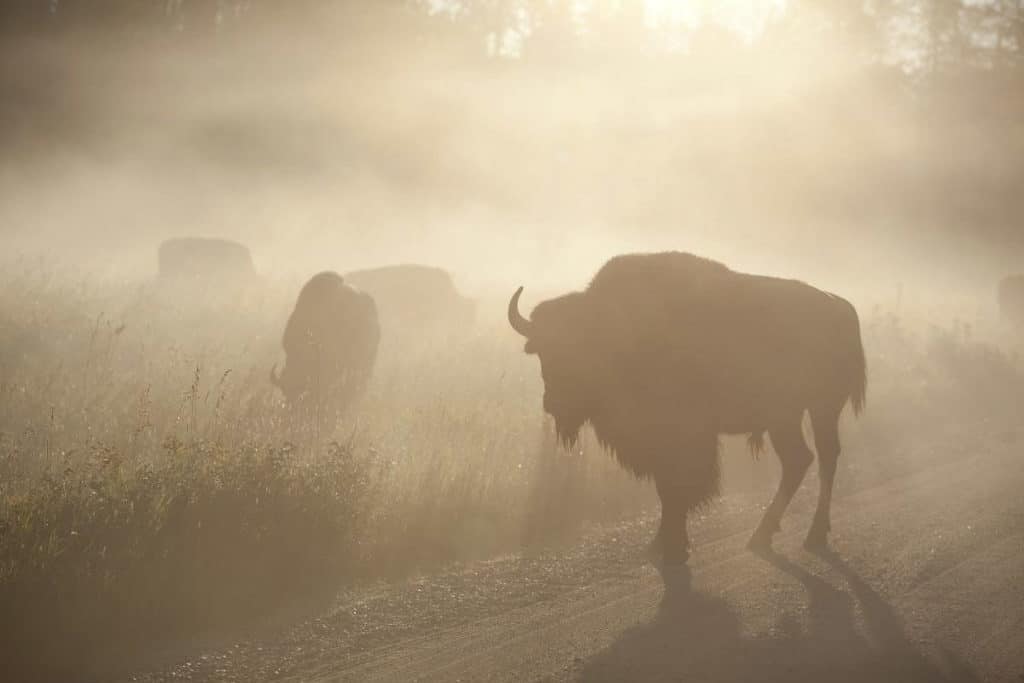 Morning in Riding Mountain