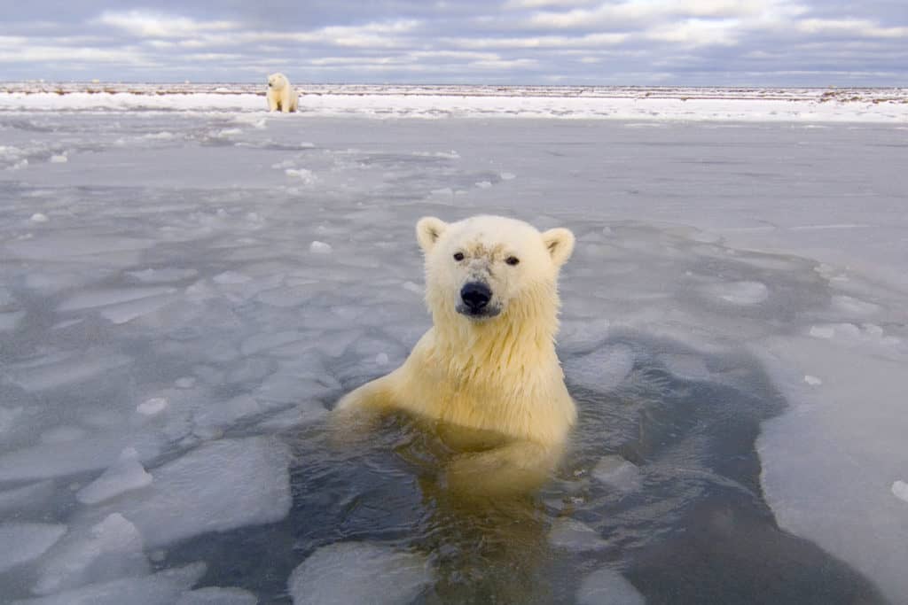 Polar bear in Churchill