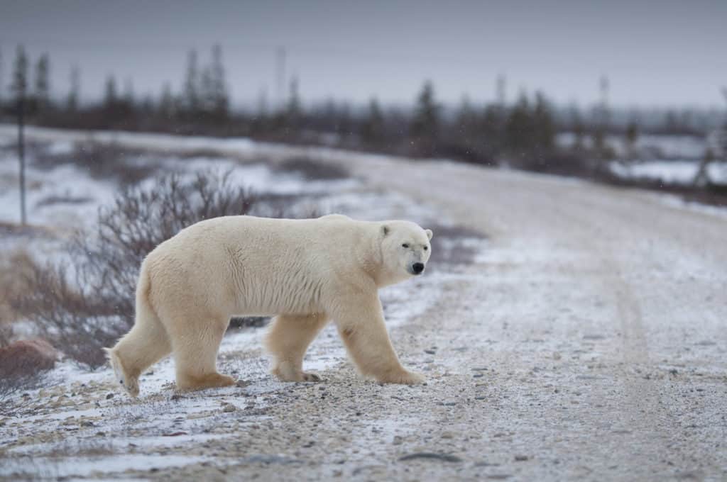 A polar bear on the road near Churchill