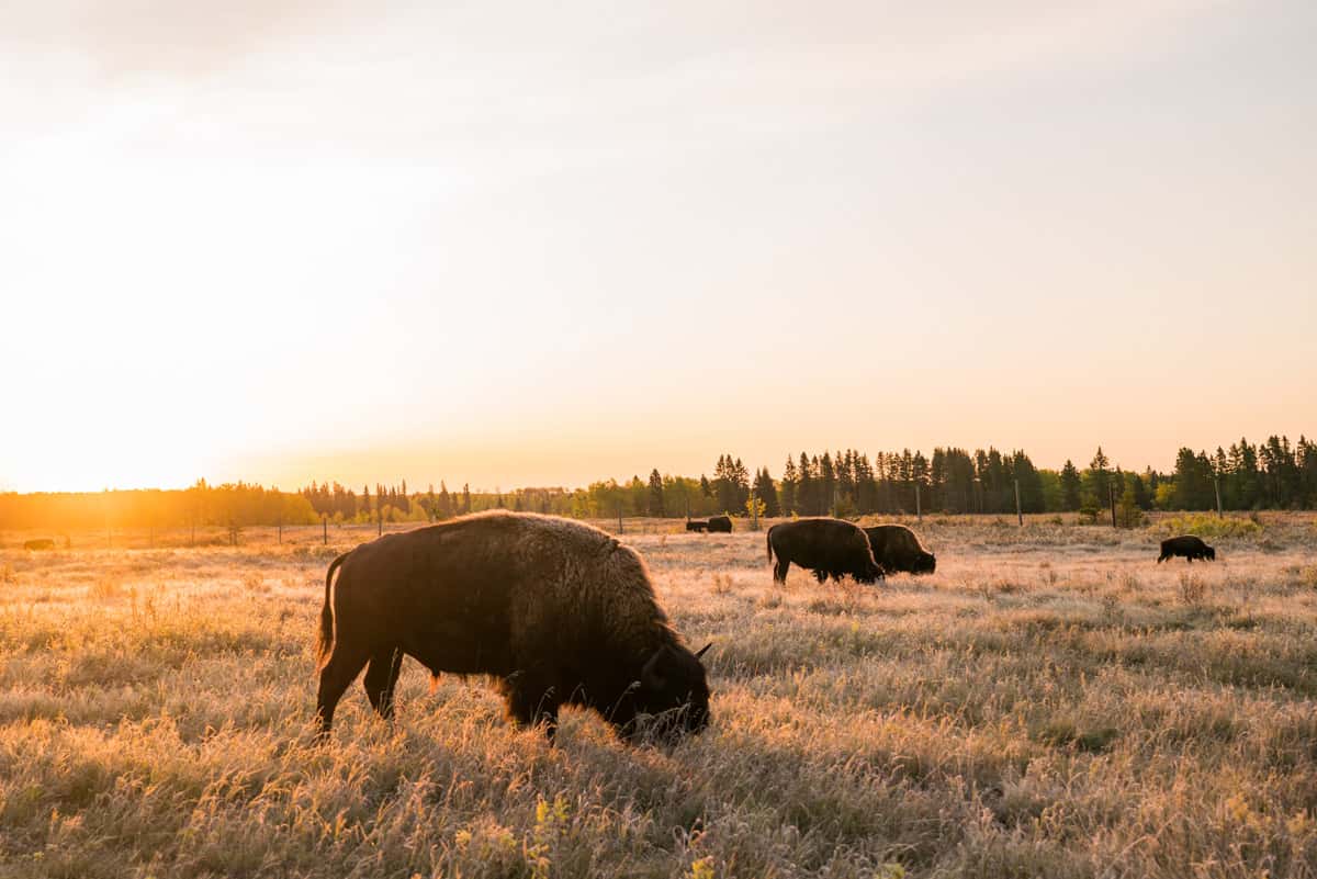 Bison at Riding Mountain National Park