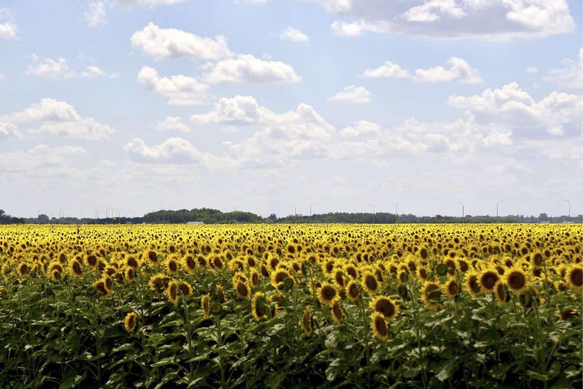 A Manitoba sunflower field