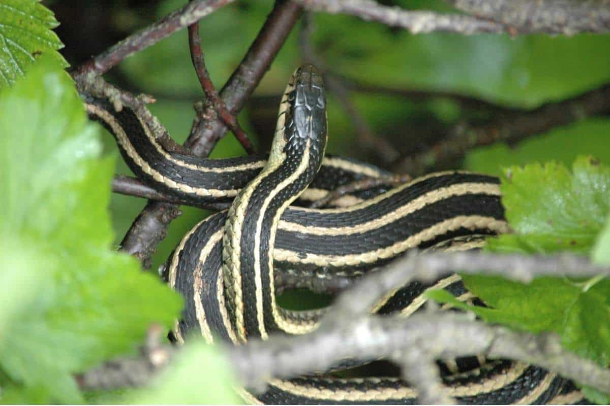 Culebra de liga en Narcisse Snake Dens