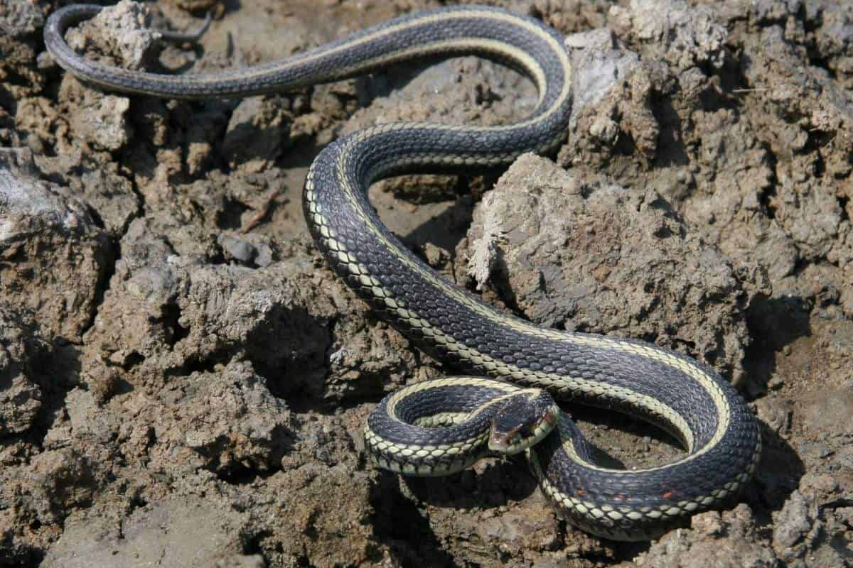 Garter Snake