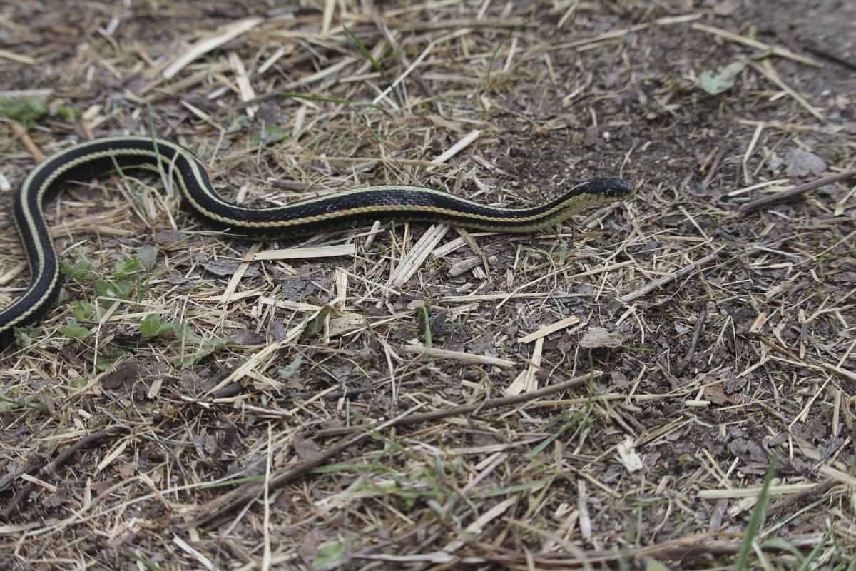 Lone Garter Snake