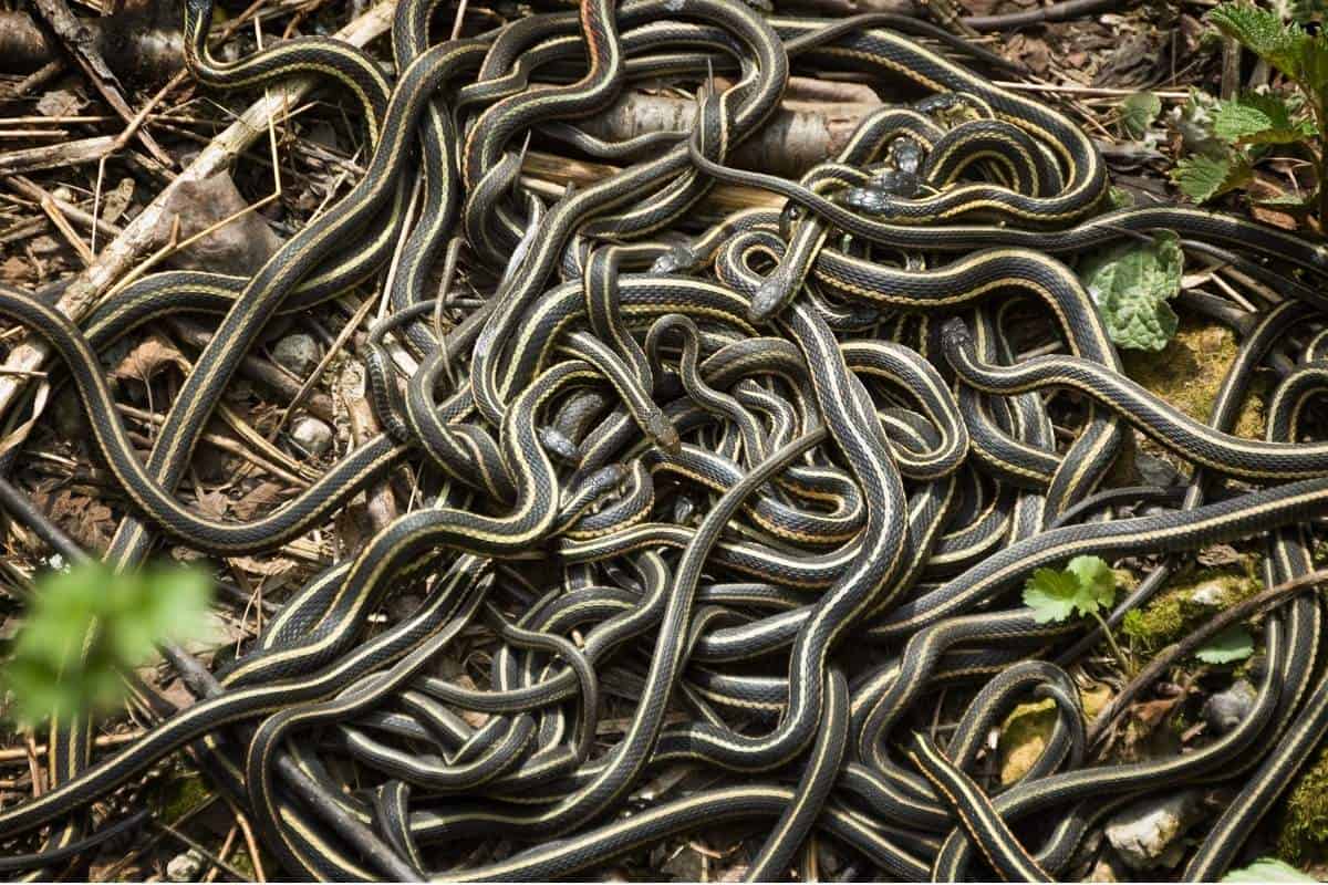 Mating ball at Narcisse Snake Dens