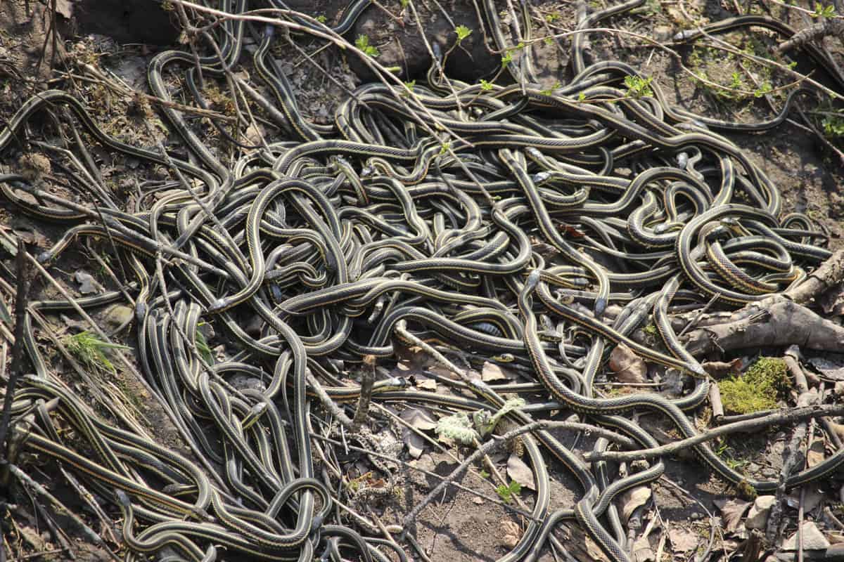 Bolas de apareamiento de serpientes en Manitoba Narcisse Snake Dens