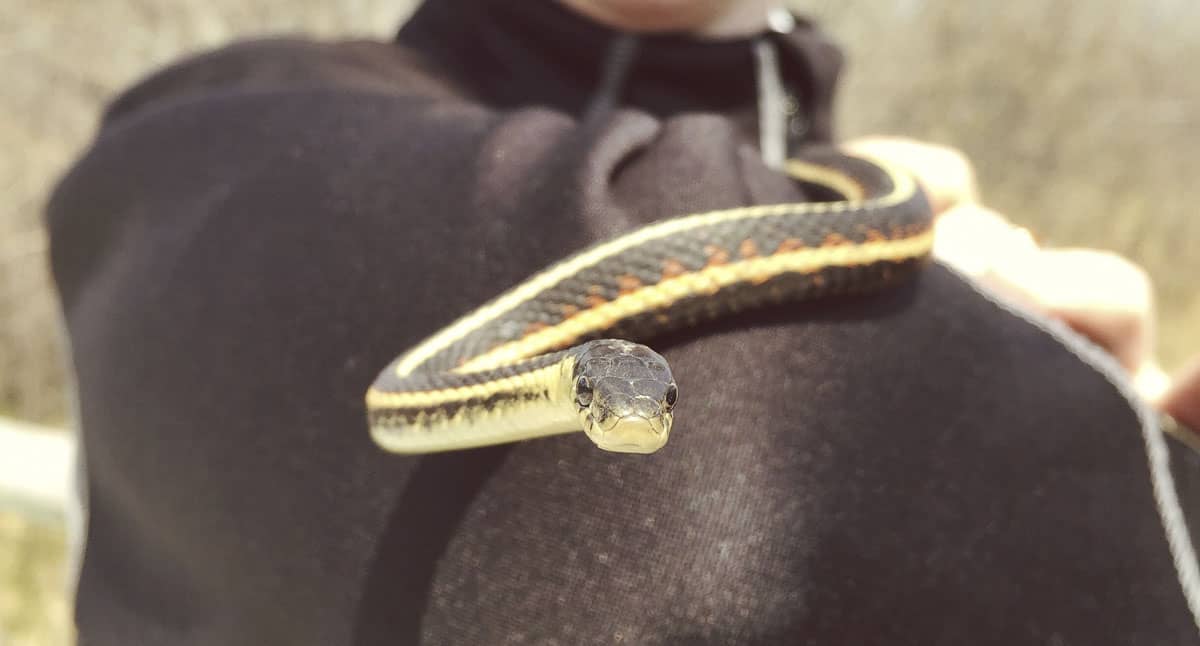 Snake on Shoulder