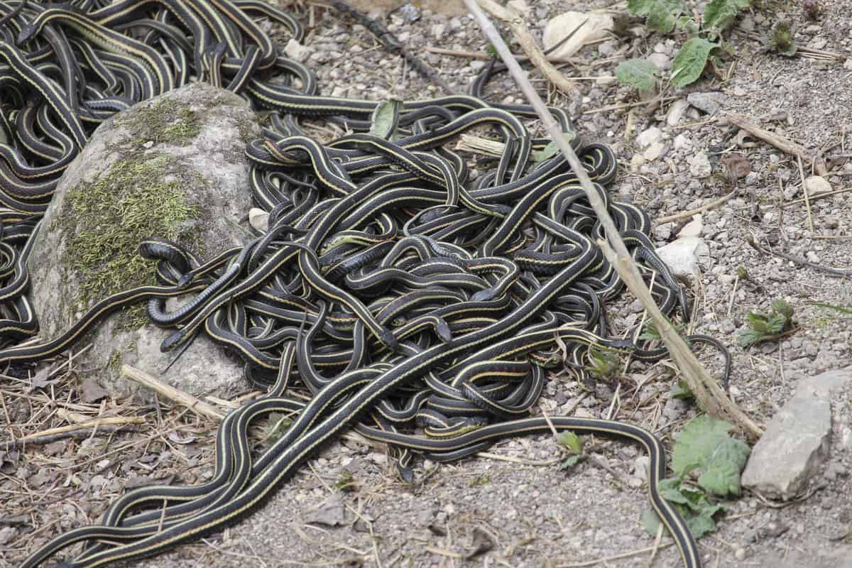 Snakes at the Narcisse Snake Dens