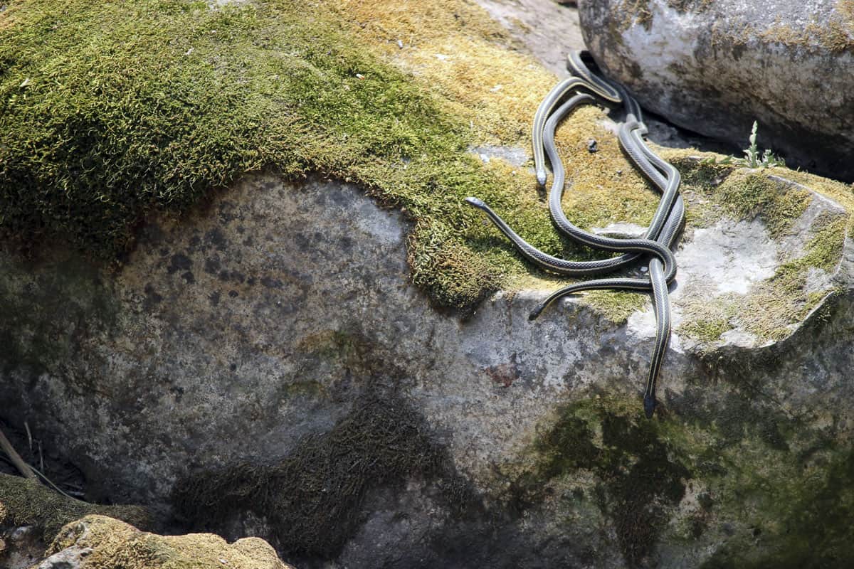 Serpientes en las rocas al sol.