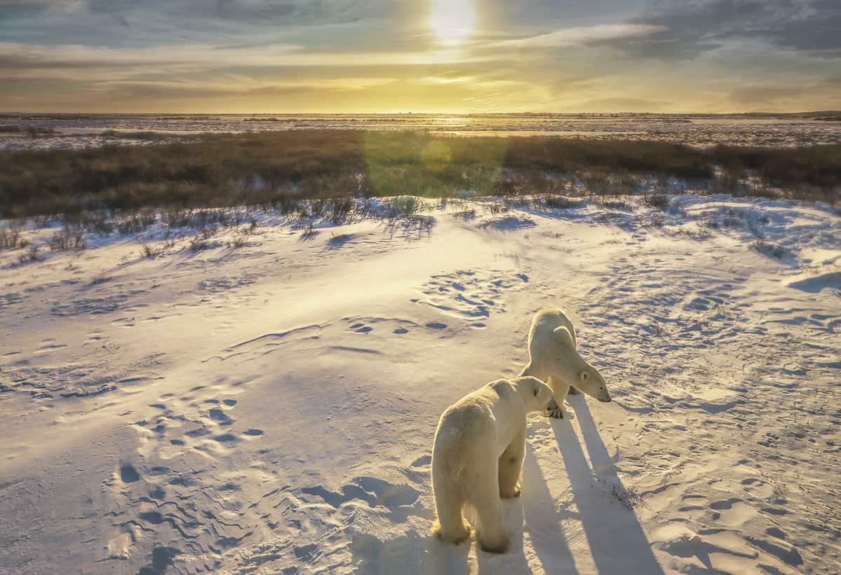 Two polar bears near Churchill, Manitoba