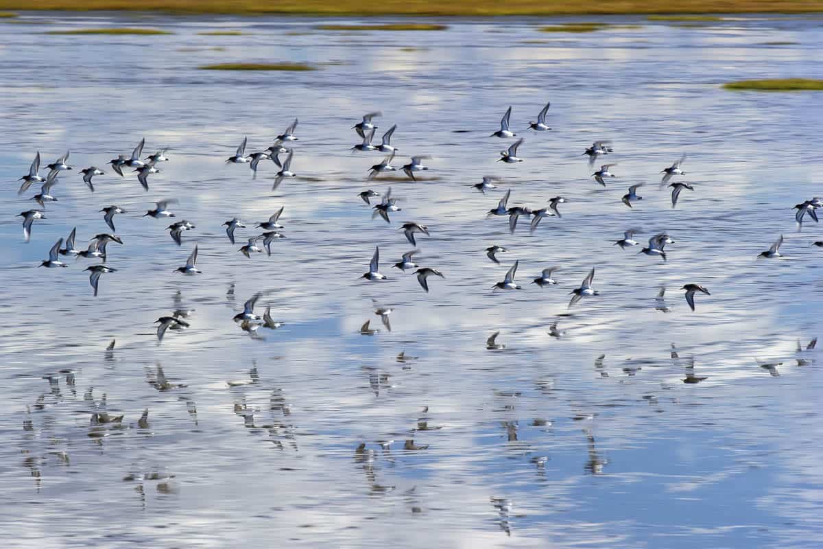 Manitoba Birds