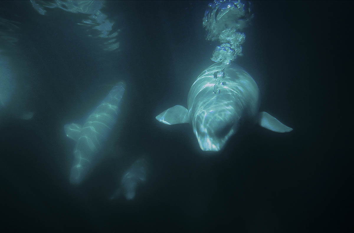 Beluga Whales in Churchill