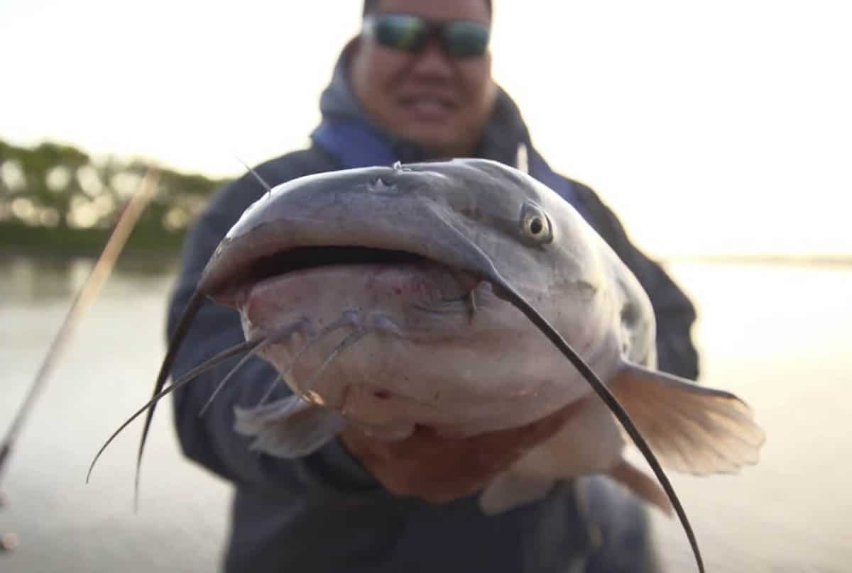 Catfish in Manitoba
