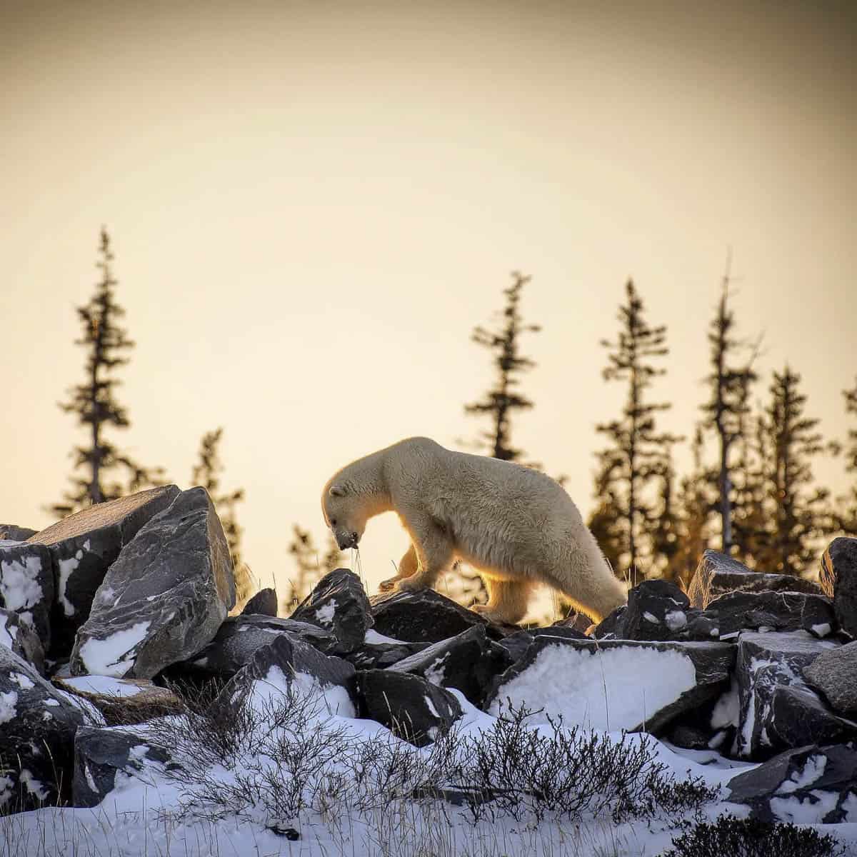 tours of churchill manitoba