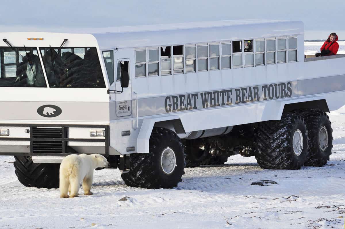 A polar bear sniffs a Great White Bear Tours buggy.