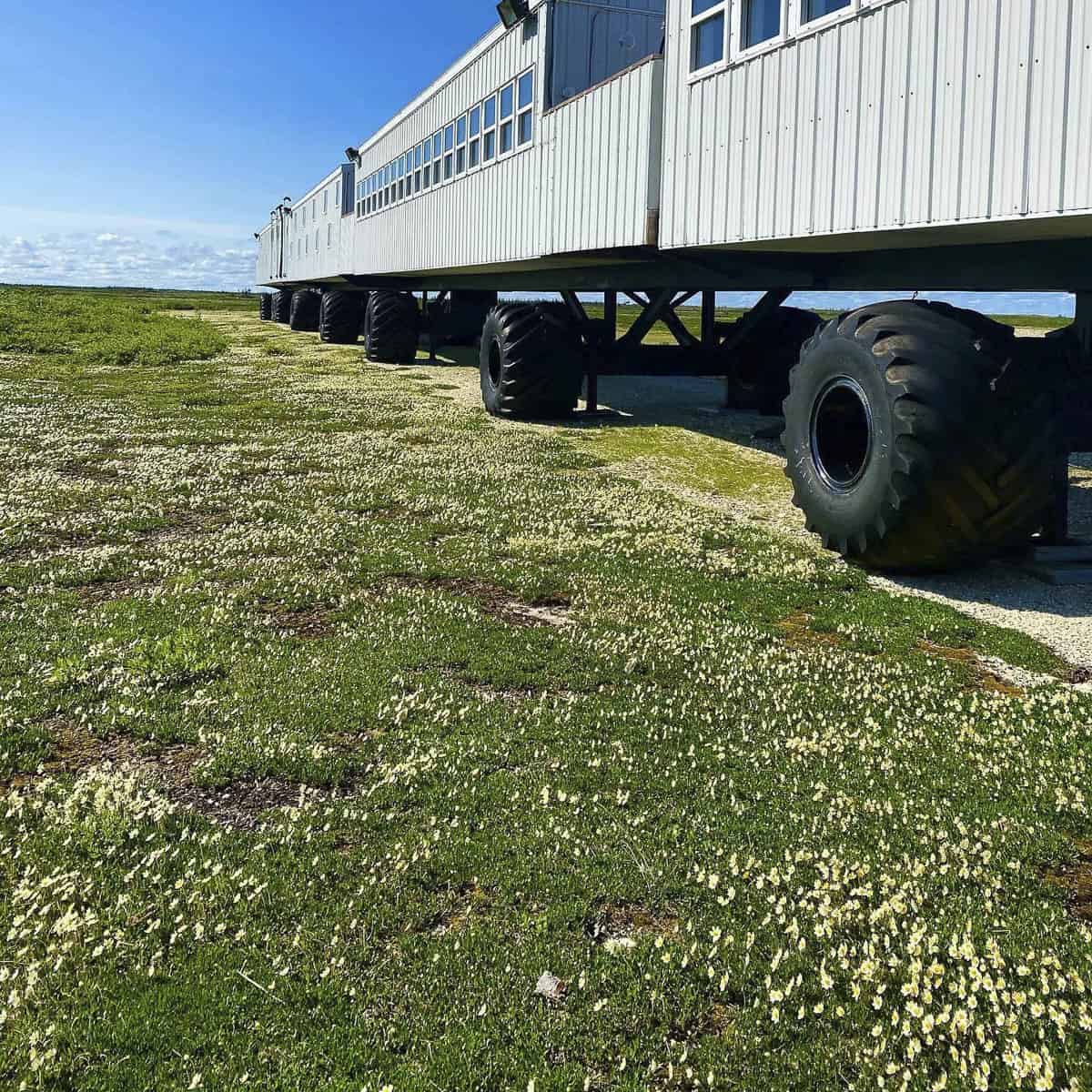 Great White Bear Tundra Lodge