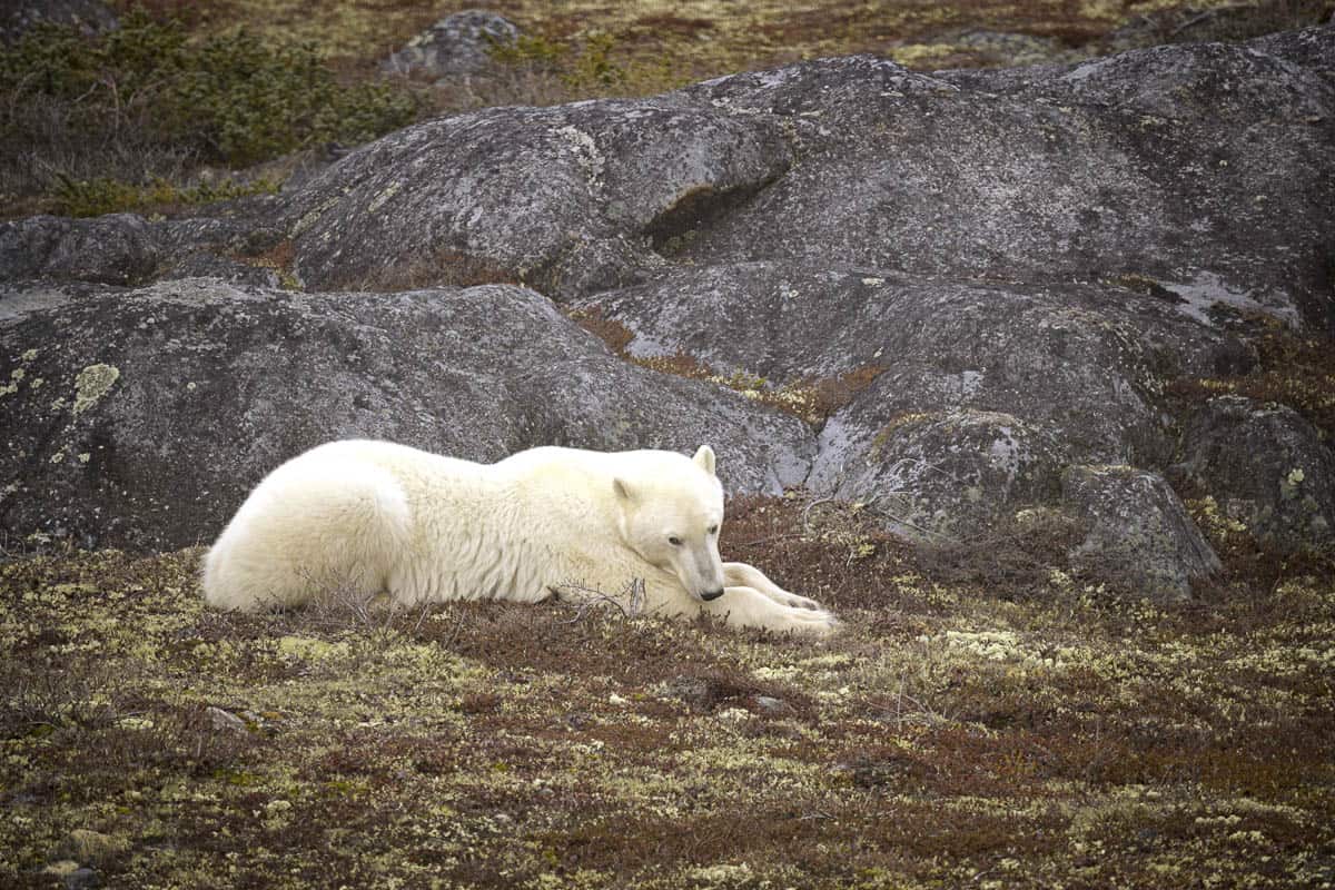 Lazy Bear Expeditions