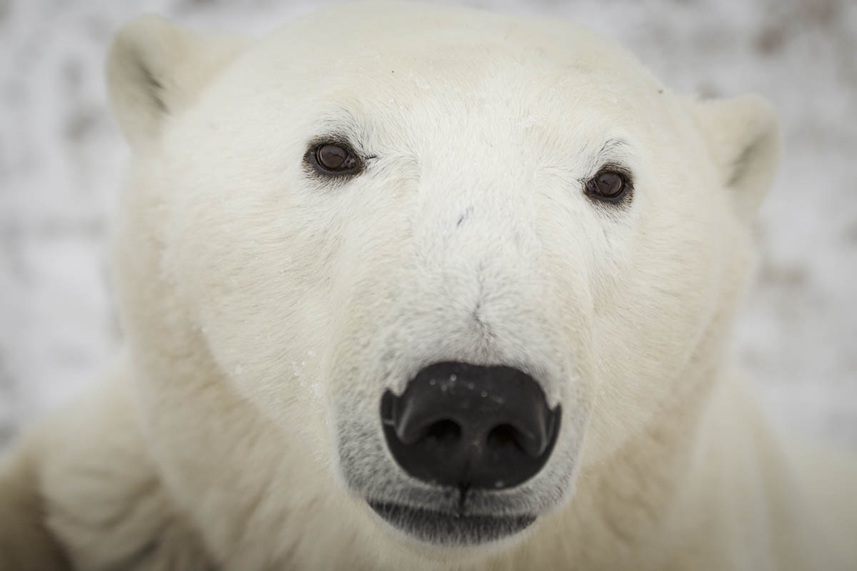 Polar Bear Selfie