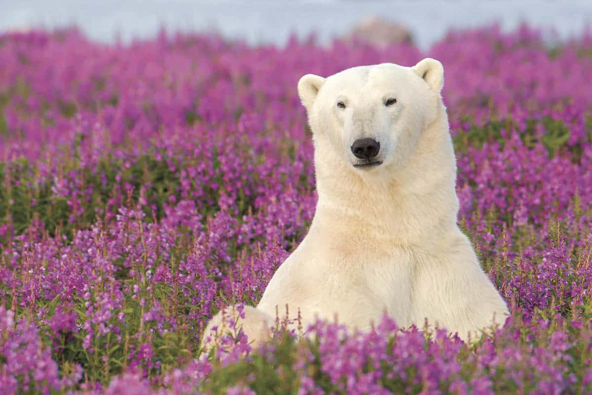 Polar bear in summer