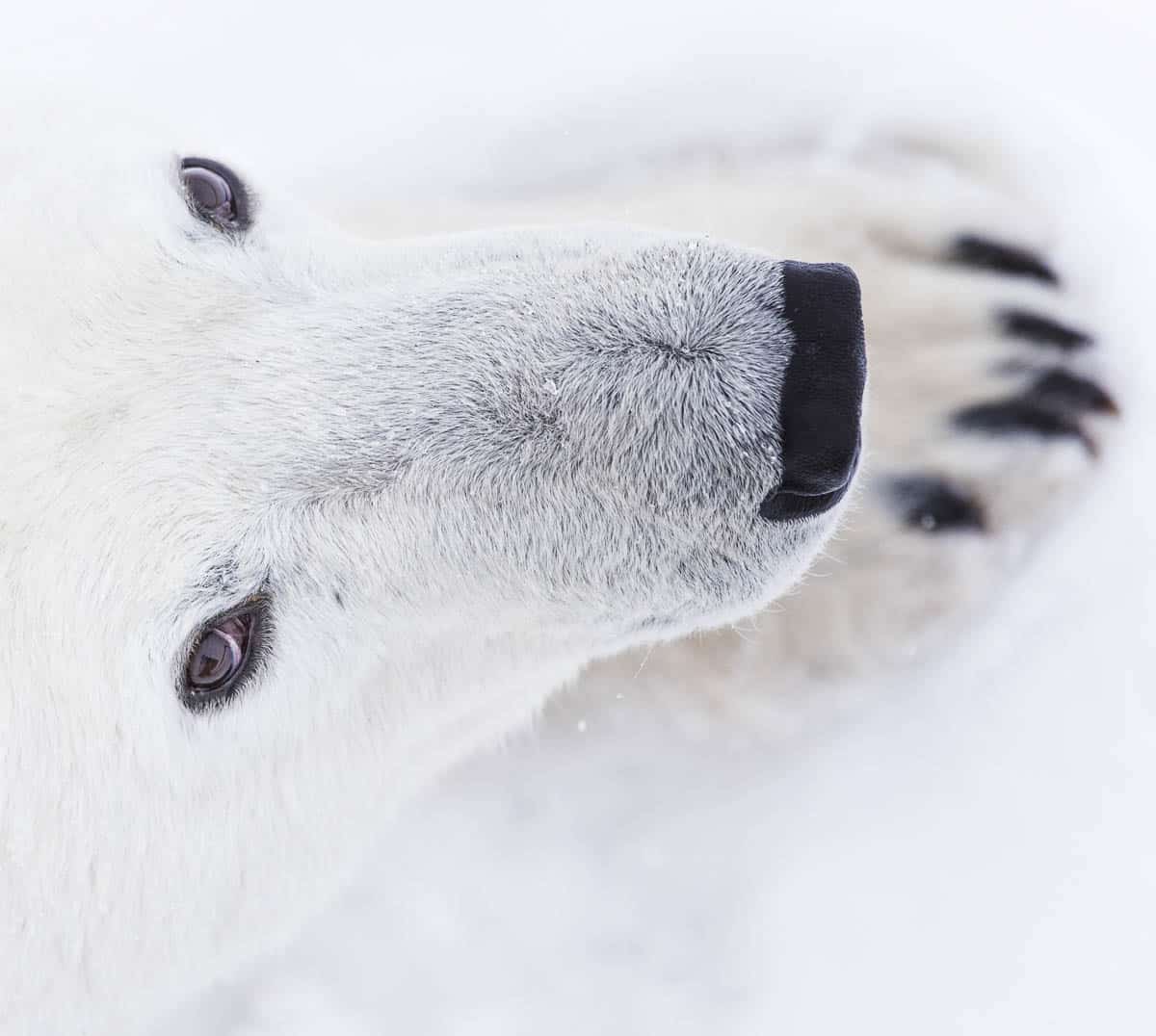 Polar bear stare