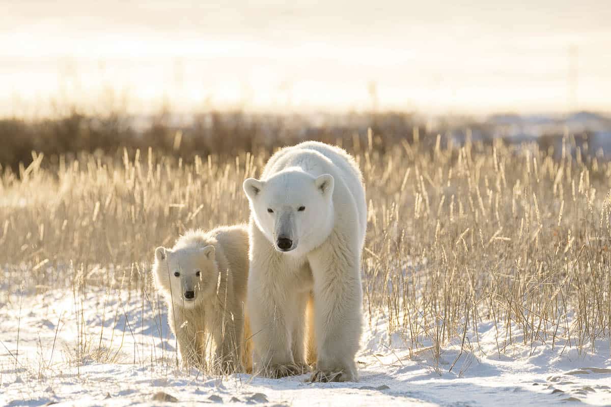 Polar bears on tundra