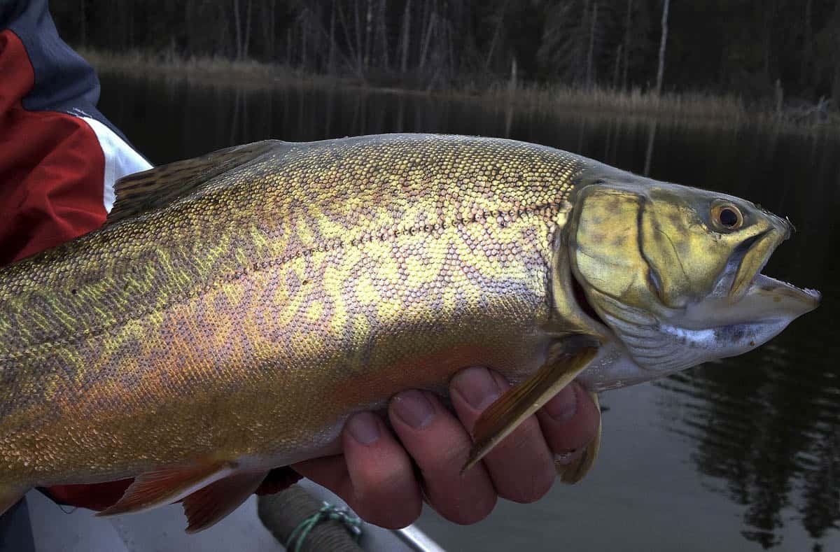 Tiger Trout