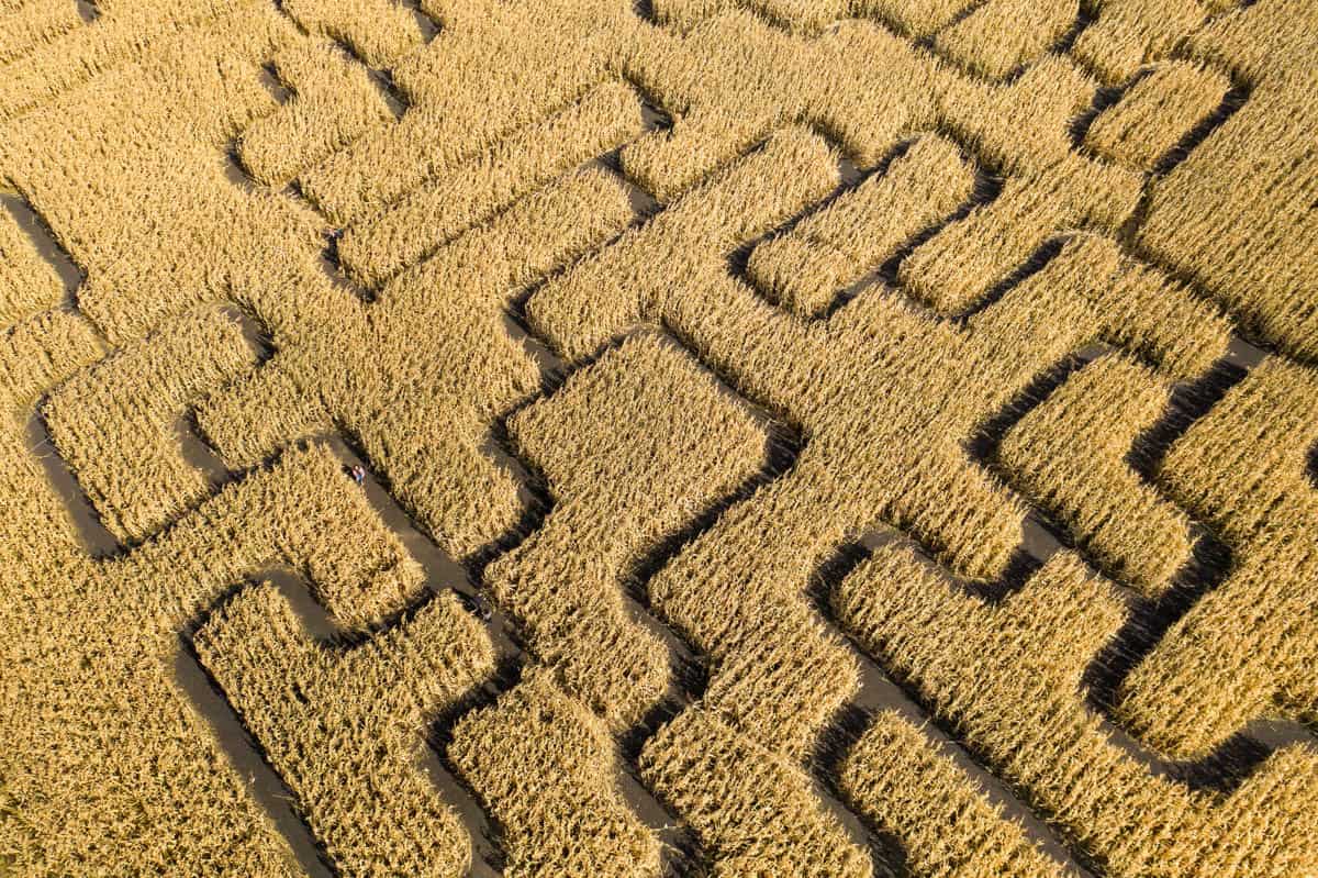 Aerial view of A Maze in Corn