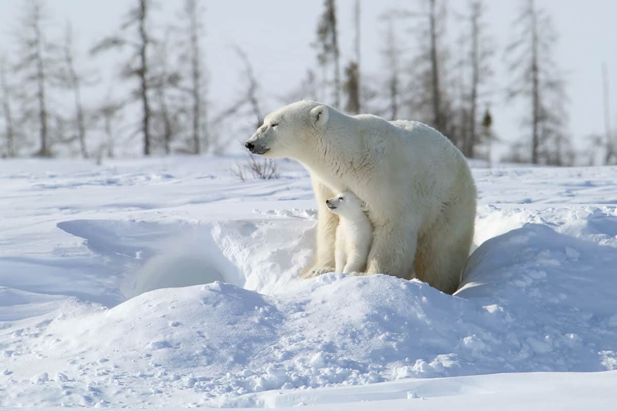 Polar Bear and Cub