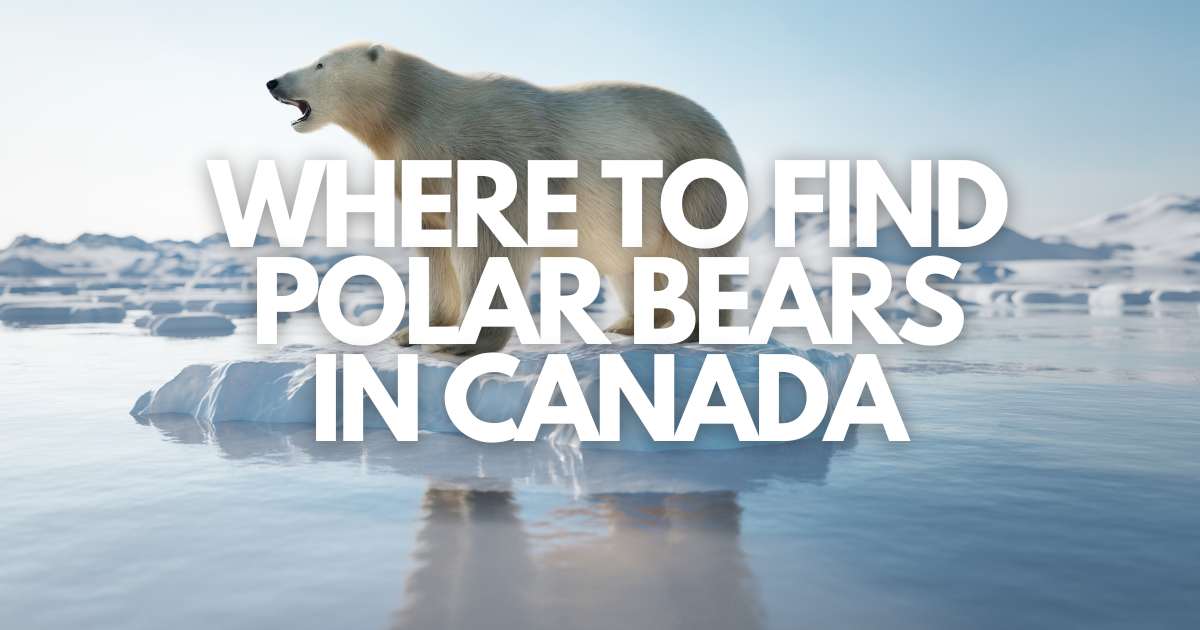 Where to See Polar Bears in Canada - Road Trip Manitoba