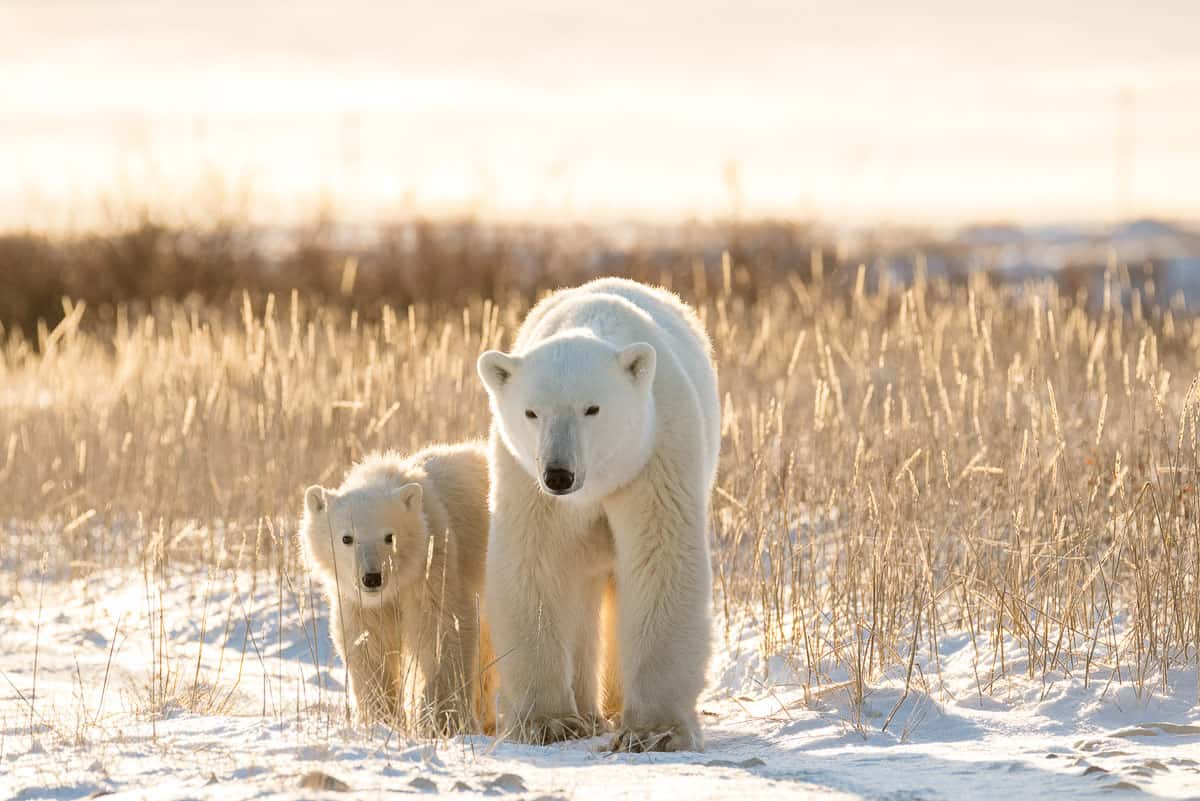 Manitoba Polar Bears