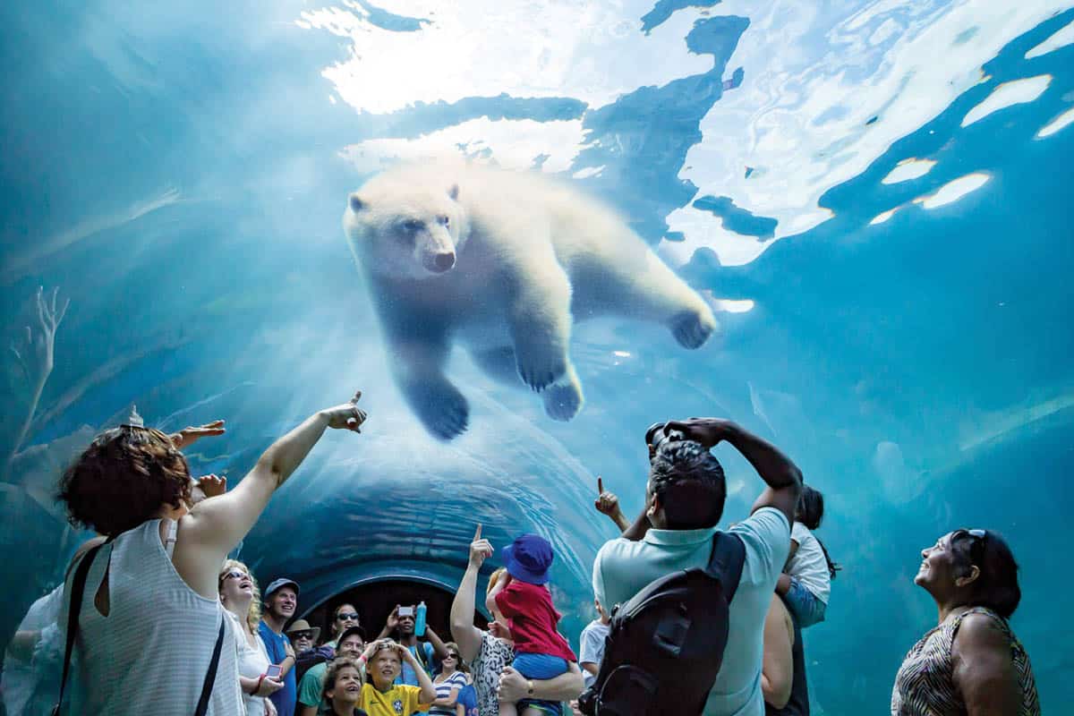 Visitors take photos of a Polar Bear under water