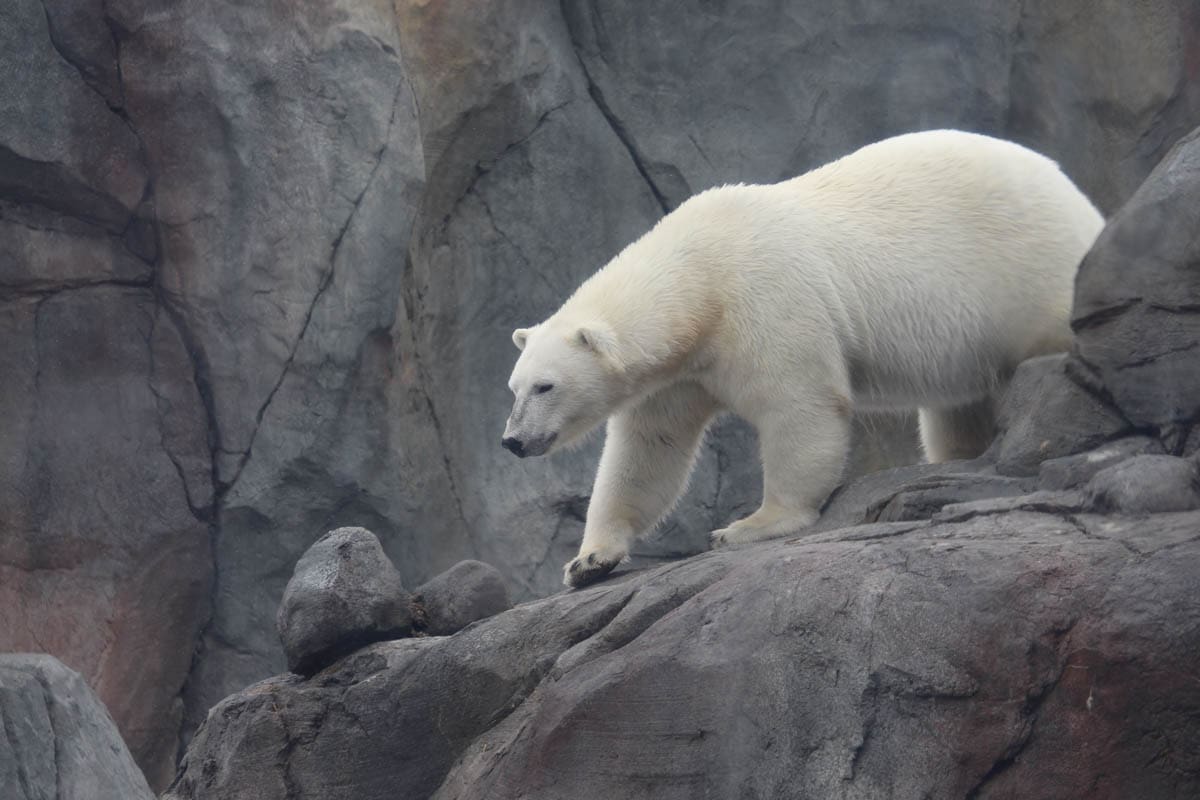 Polar Bear at Assiniboine Zoo