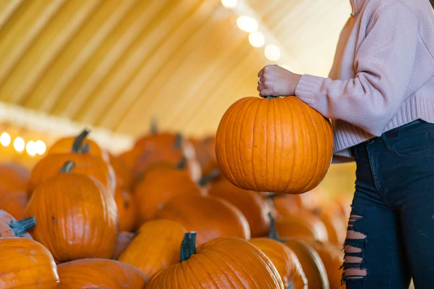 A Maze in Corn Pumpkins