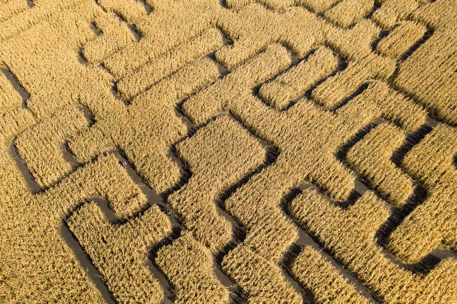 A Maze in Corn