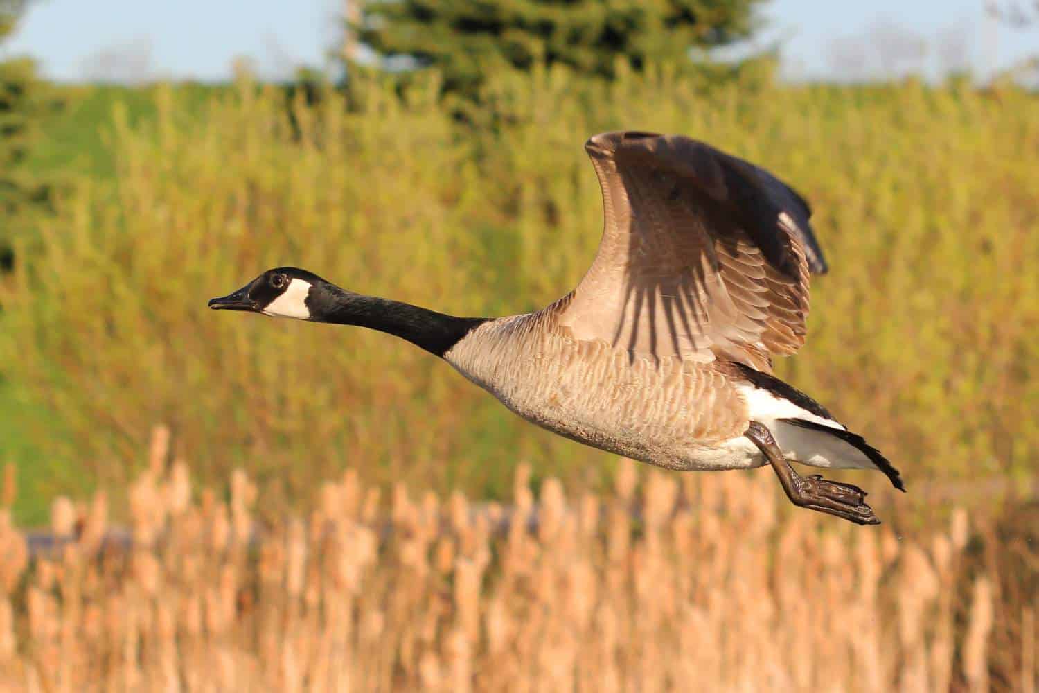 Canada Goose Takes Flight