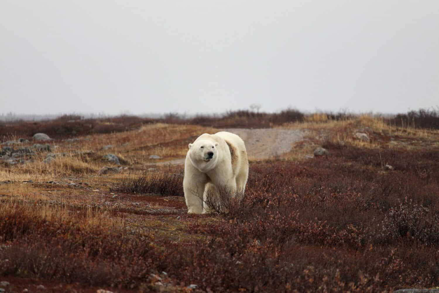 Polar Bear walking across the plain near Churchill in Fall